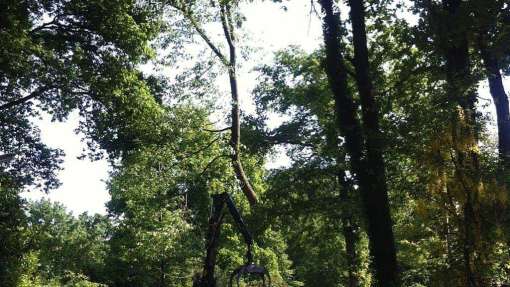 bomen rooien 